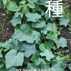 激レア種 IVYGourd種子20粒 タムルン タイの野菜種 インド野菜種 カラスウリ インド野菜パルワル Parwal