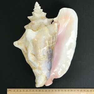 N247 shell specimen pink gai. approximately 225.