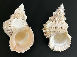 N245 貝殻 標本 貝 シワクチナルトボラ 約202㎜ シロナルトボラ 約193㎜