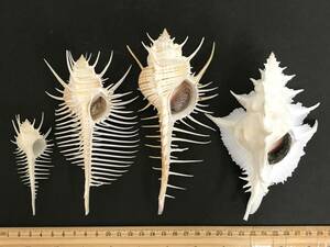 N249 貝殻 標本 貝 ホネガイ 約88㎜,約138㎜ アクキガイ 約154㎜ カンゼキバショウ 約140㎜ 3種類4個セット