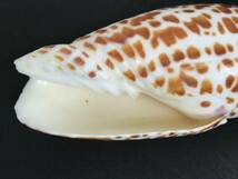 N252 貝殻 標本 オニキバフデガイ 貝 約118㎜ 約102㎜ 2個セット_画像3