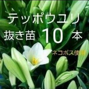 鉄砲百合 抜き苗10本