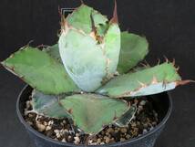 アガベ チタノタ ブラックアンドブルー　Agave Titanota BB　観葉植物_画像2