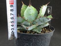 アガベ チタノタ ブラックアンドブルー　Agave Titanota BB　観葉植物_画像6