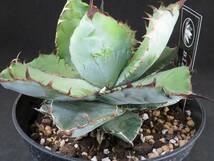 アガベ チタノタ ブラックアンドブルー　Agave Titanota BB　観葉植物_画像4