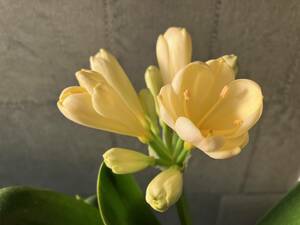クンシラン　君子蘭　ダルマ黄花（光玲　ミレイ）　開花中