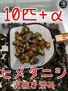 【倭めだか】 ヒメタニシ 10匹+α 天然採取 淡水 たにし コケ取り 貝 水質浄化 苔取り めだか 水槽 掃除 長生き