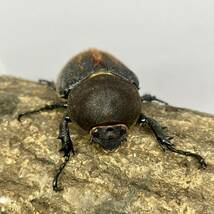 【かけまる】D.H.パスコアリ 幼虫7頭セット　ヘラクレス・パスコアリ_画像5
