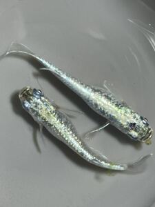 【良めだか】「ブラックマーキュリー」メダカの稚魚　10匹