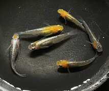 【出品魚】全て