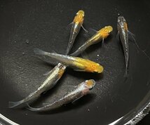 【出品魚】全て