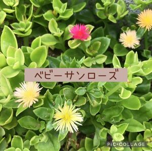 多肉植物　ベビーサンローズ　カット苗