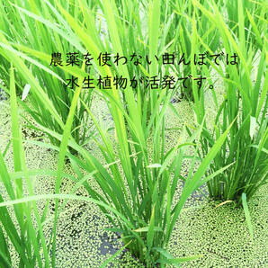 ＜こんな時代だからこそ自然栽培米＞令和5年度 茨城県産 コシヒカリ 玄米10㎏ 無農薬 無肥料 農家直送 の画像3