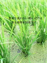 ＜こんな時代だからこそ自然栽培米＞令和5年度 茨城県産 コシヒカリ 玄米30㎏ 無農薬 無肥料 農家直送 _画像3