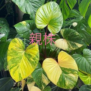 Q3 希少 ホマロメナ 斑入りHomalomena Rubescens variegated 組織培養苗 順化済