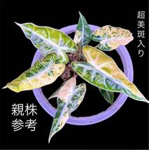 T6 アロカシア バンビーノ 斑入りAlocasia Bambino Aurea Variegated 組織培養 順化済_画像1