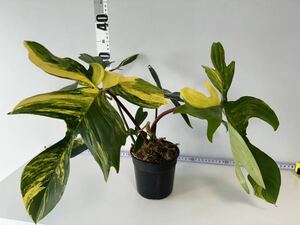 1 フィロデンドロンフロリダビューティー斑入りPhilodendron 'Florida Beauty' Variegated