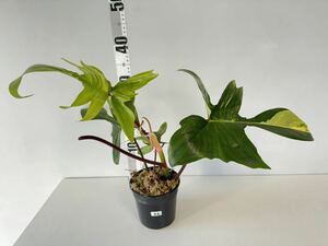 B4 フィロデンドロンフロリダビューティー斑入りPhilodendron 'Florida Beauty' Variegated