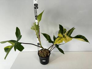 B9 フィロデンドロンフロリダビューティー斑入りPhilodendron 'Florida Beauty' Variegated
