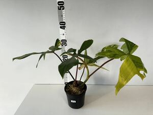 B13 フィロデンドロンフロリダビューティー斑入りPhilodendron 'Florida Beauty' Variegated