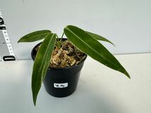 Z4 アンスリウム ワロケアナム レギュラーダークフォーム Anthurium Warocqueanum Dark Form Regular実生_画像4