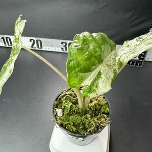 J8 クワズイモ斑入りAlocasia Macrorrhizos Splash /Alocasia Macrorrhiza Camouflage Variegated 組織培養苗 順化済の画像5