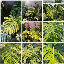 H10 モンステラデリシオーサ イエローマリリン Monstera Deliciosa Yellow Marilyn 組織培養苗　順化済_画像2