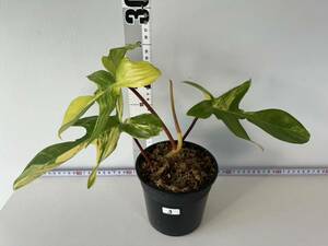 3 フィロデンドロンフロリダビューティー斑入りPhilodendron 'Florida Beauty' Variegated