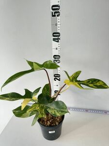 10 フィロデンドロンフロリダビューティー斑入りPhilodendron 'Florida Beauty' Variegated