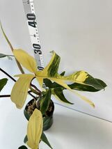 A3 フィロデンドロンフロリダビューティー斑入りPhilodendron 'Florida Beauty' Variegated_画像3