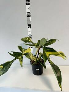 A4 フィロデンドロンフロリダビューティー斑入りPhilodendron 'Florida Beauty' Variegated