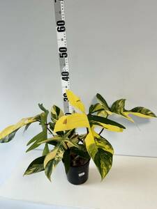A15 フィロデンドロンフロリダビューティー斑入りPhilodendron 'Florida Beauty' Variegated