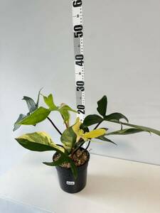 A20 フィロデンドロンフロリダビューティー斑入りPhilodendron 'Florida Beauty' Variegated