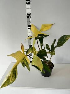 B1 フィロデンドロンフロリダビューティー斑入りPhilodendron 'Florida Beauty' Variegated