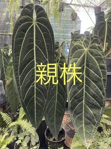 Z1 アンスリウム ワロケアナム レギュラーダークフォーム Anthurium Warocqueanum Dark Form Regular実生