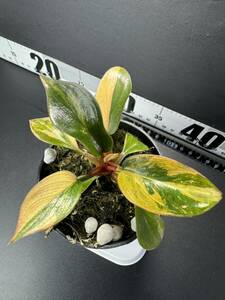 J2 超レア Philodendron Red Congo Variegated フィロデンドロン レッドコンゴ 超美斑入り 組織培養苗　順化済