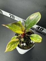 J3 超レア Philodendron Red Congo Variegated フィロデンドロン レッドコンゴ 超美斑入り 組織培養苗　順化済_画像1