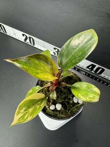 J3 超レア Philodendron Red Congo Variegated フィロデンドロン レッドコンゴ 超美斑入り 組織培養苗　順化済