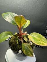 J3 超レア Philodendron Red Congo Variegated フィロデンドロン レッドコンゴ 超美斑入り 組織培養苗　順化済_画像5
