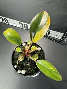 J5 超レア Philodendron Red Congo Variegated フィロデンドロン レッドコンゴ 超美斑入り 組織培養苗　順化済