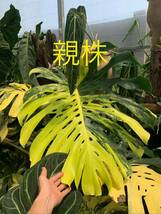 E10 モンステラデリシオーサ イエローマリリン Monstera Deliciosa Yellow Marilyn 組織培養苗　順化済_画像1