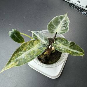 T5 アロカシア バンビーノ 斑入りAlocasia Bambino Aurea Variegated 組織培養 順化済の画像2