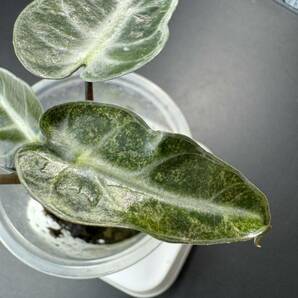 T5 アロカシア バンビーノ 斑入りAlocasia Bambino Aurea Variegated 組織培養 順化済の画像3