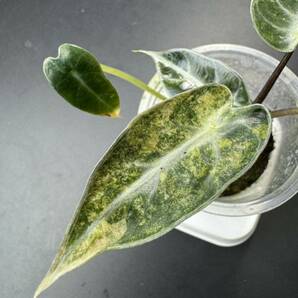 T5 アロカシア バンビーノ 斑入りAlocasia Bambino Aurea Variegated 組織培養 順化済の画像4