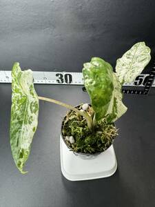 J8 Alocasia odora . ввод Alocasia Macrorrhizos Splash /Alocasia Macrorrhiza Camouflage Variegated организация разведение рассада последовательность . settled 