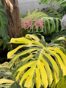 H7 モンステラデリシオーサ イエローマリリン Monstera Deliciosa Yellow Marilyn 組織培養苗　順化済