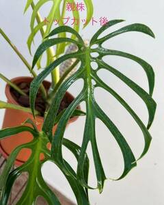 A3 モンステラ バールマルクスフレーム （ディラセラータ）Monstera Burle Marx's Flame Monstera sp.dilacerata 組織培養苗　順化済