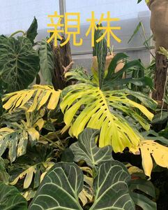 A8 モンステラデリシオーサ イエローマリリン Monstera Deliciosa Yellow Marilyn 組織培養苗　順化済