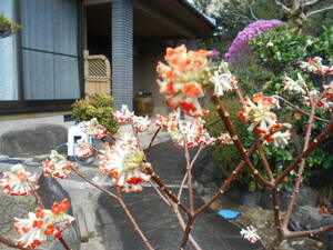 希少　赤花　ミツマタ　花芽いっぱいのボリューム株　注意　北海道、離島、沖縄不可