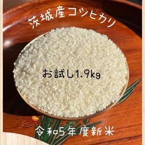 農家直送茨城産、新米コシヒカリ　1.9kgひとり暮らしの方や、お試しにどうぞ梱包はビニール袋等の簡易となります